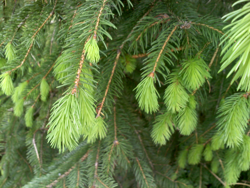 spruce-newgrowth